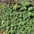 Euphorbia_viridula-EUPHORBIACEAE-Endemique_Reunion-MB3_5317.jpg